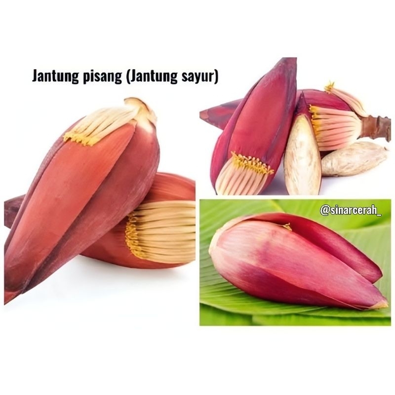 

Promo Jantung pisang/sayur jantuh/buah jantung sayur fresh segar 100%asli jantung sayur