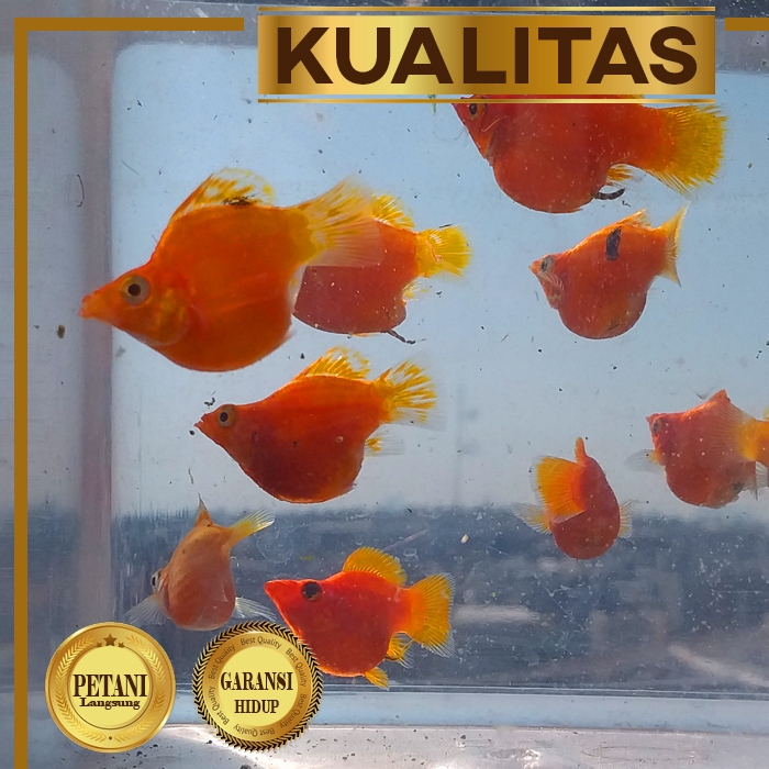 Molly Sunkist Balon Grade A Ikan Hias Aquascape Hiasan Aquarium Tanaman Air
