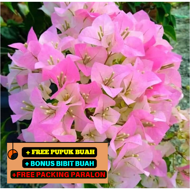 Bunga Kertas / Bougenville Import  Bengawan Solo Super cantik