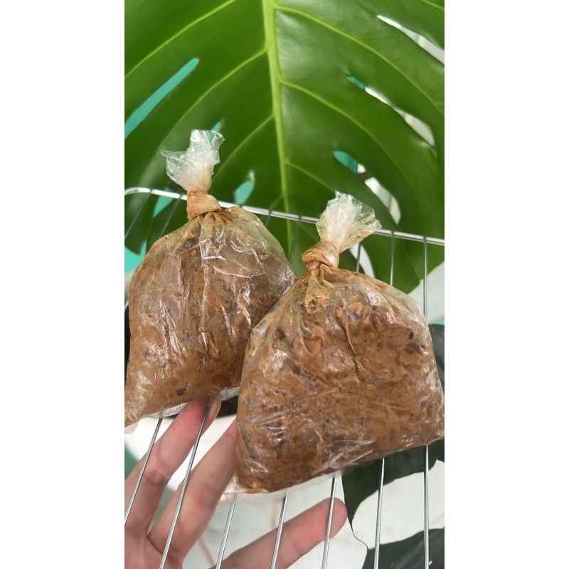 

Tauco Asli Pekalongan