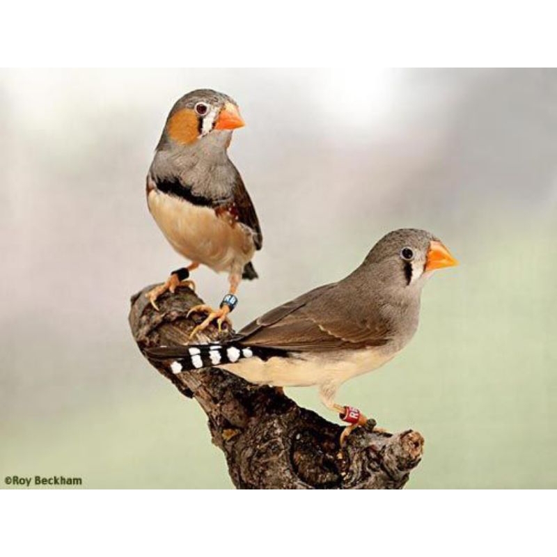 zebra finch timor