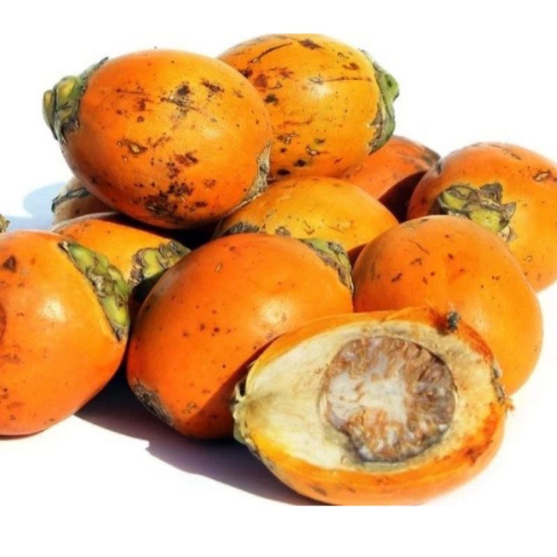 

Buah pinang tua bisa untuk bibit 1Kg