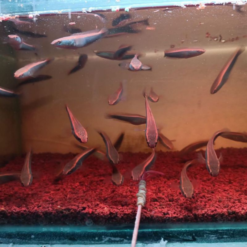 ikan chana red barito | bibit chana red barito high quality