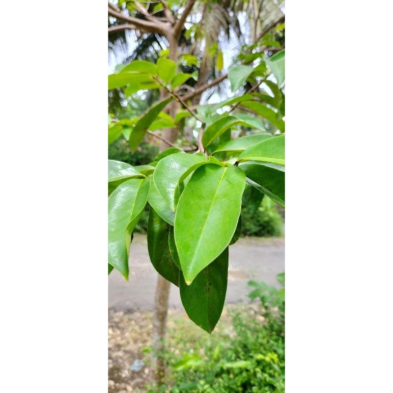 

DAUN SIRSAK