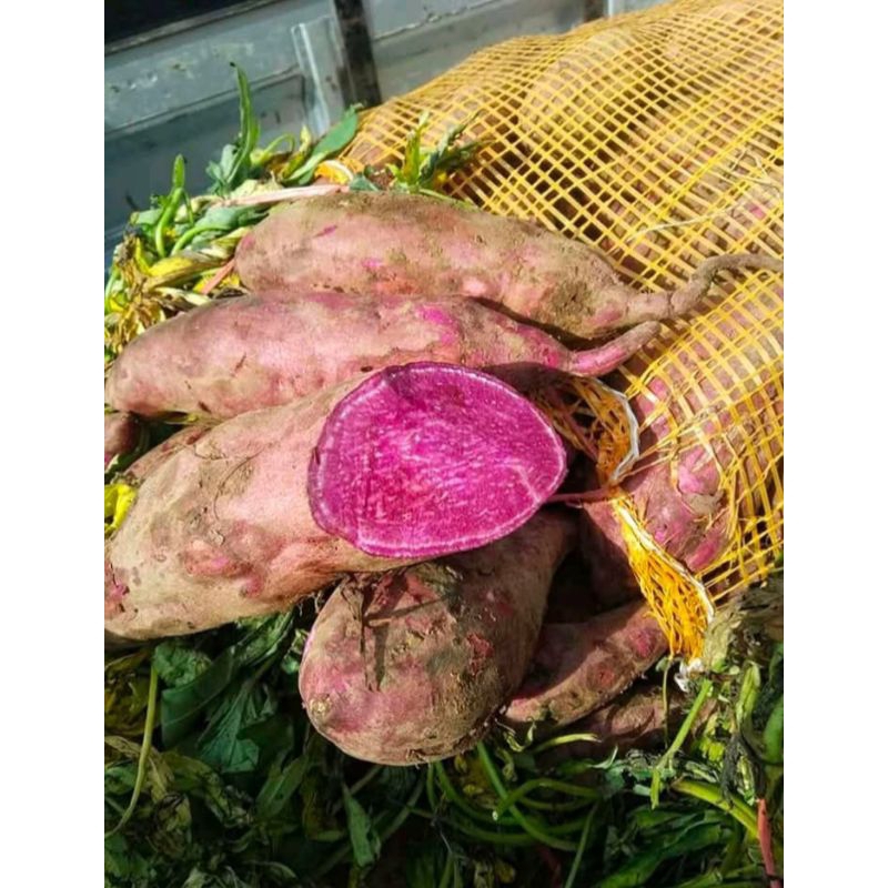 

mantang ungu/muntul ungu