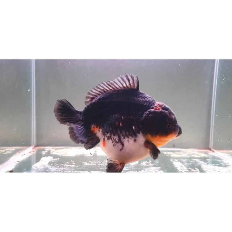 ikan mas koki oranda short tail