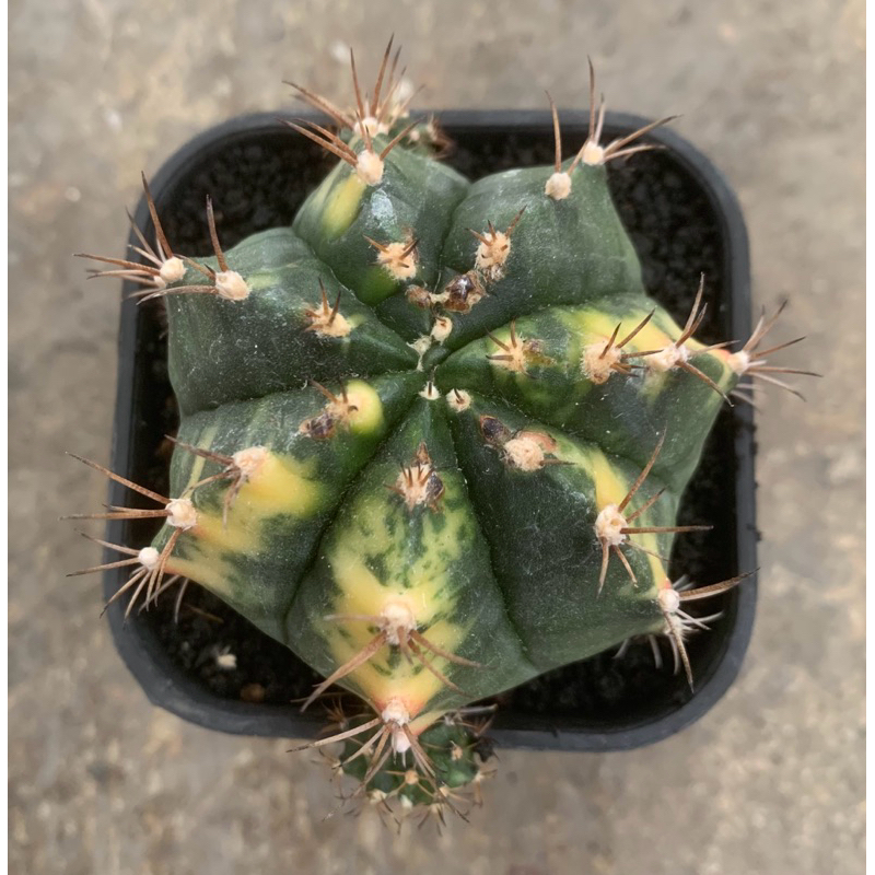 Kaktus Gymno Miha Lemon