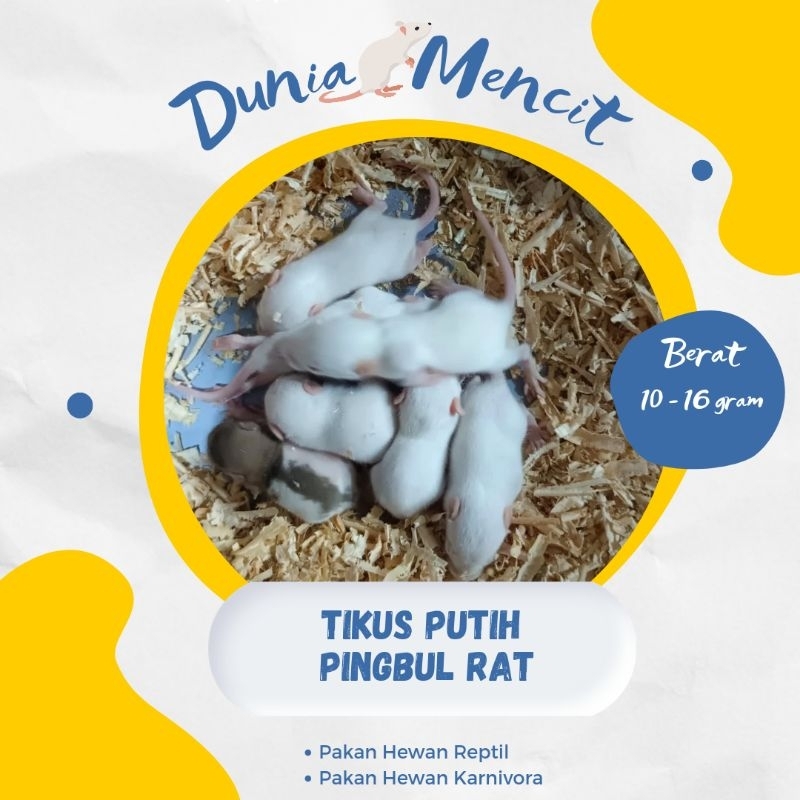 Tikus Putih Rat Pingbul