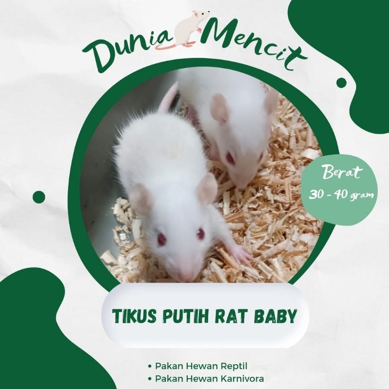 Tikus Putih Rat Baby