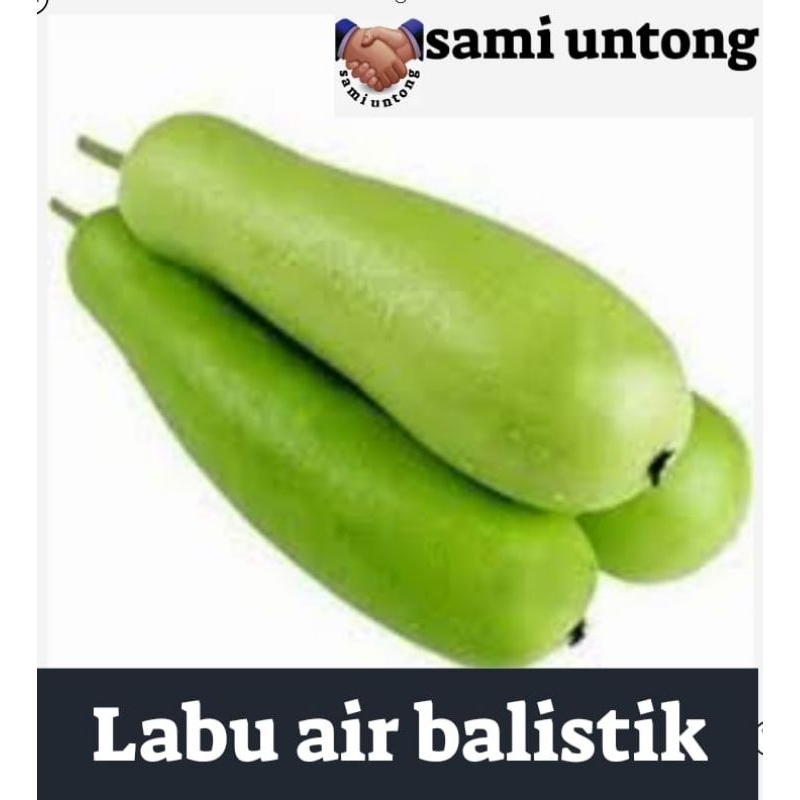

BENIH LABU AIR BALISTIK benih unggul tanaman sayur mudah
