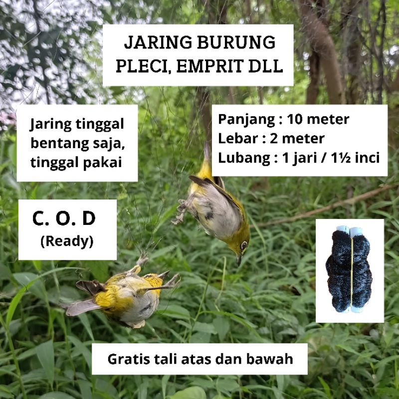 JARING BURUNG PRENJAK JARING BURUNG KECIL JARING BURUNG SAWAH SIAP PAKAI JARING MONTANA