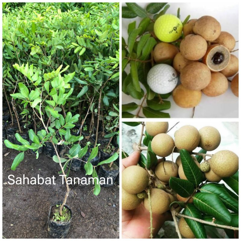 Bibit Kelengkeng Pingpong Okulasi