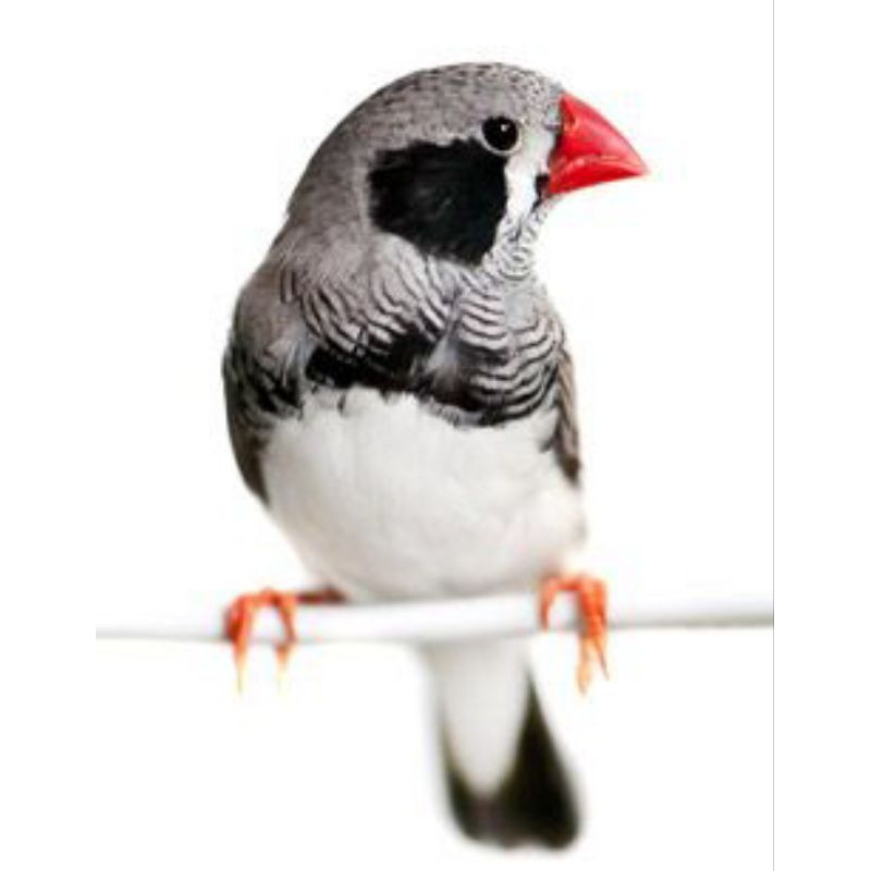 zebra Finch holand