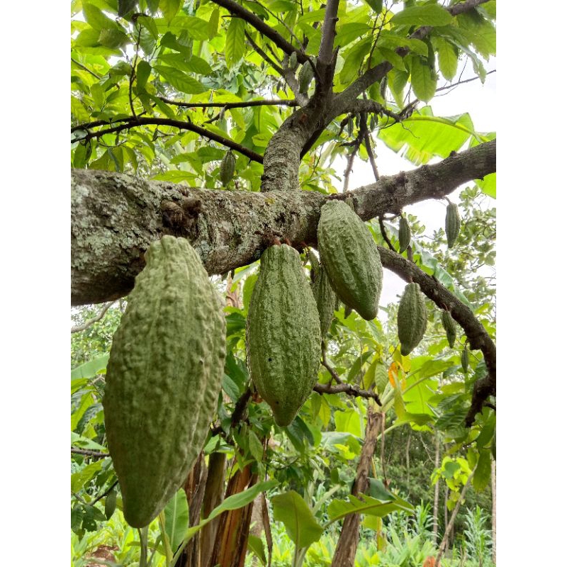 Buah kakao segar/ Buah kakao /Buah cokelat
