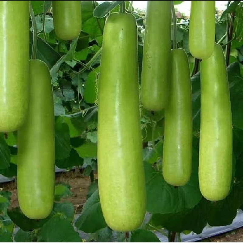 

BENIH LABU AIR RUMA HIBRIDA F1 benih super sayuran