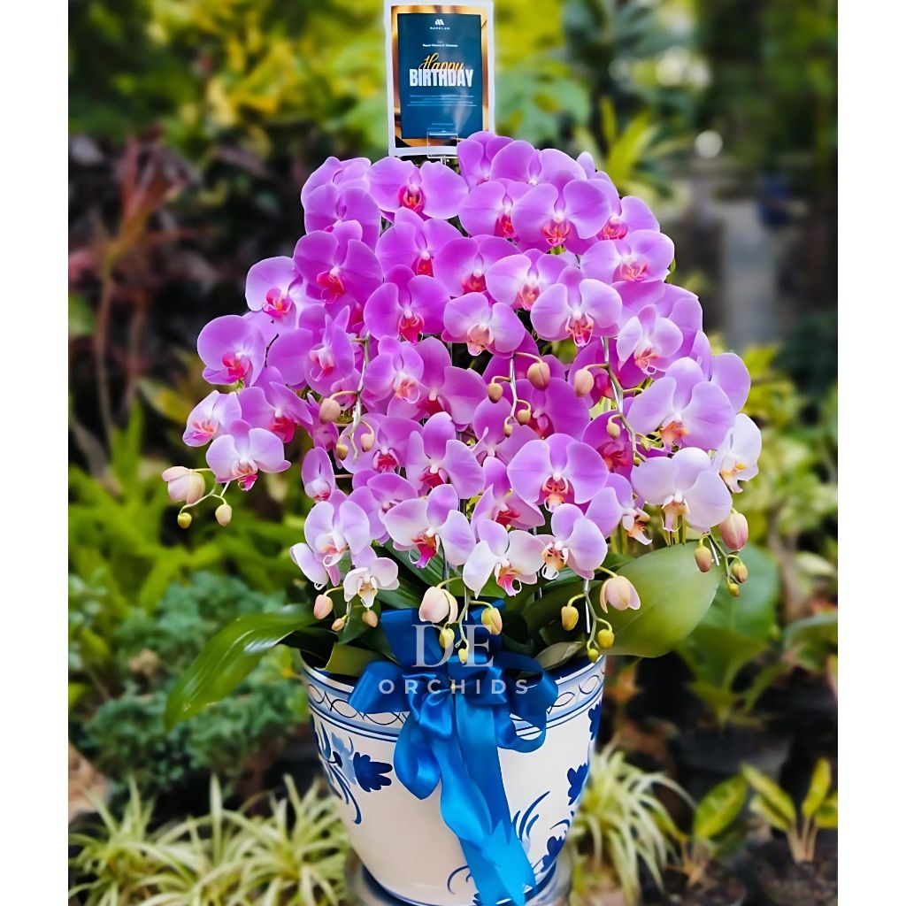 Anggrek bulan Dewasa Warna Pink rangkaian 10 pohon Pot Keramik