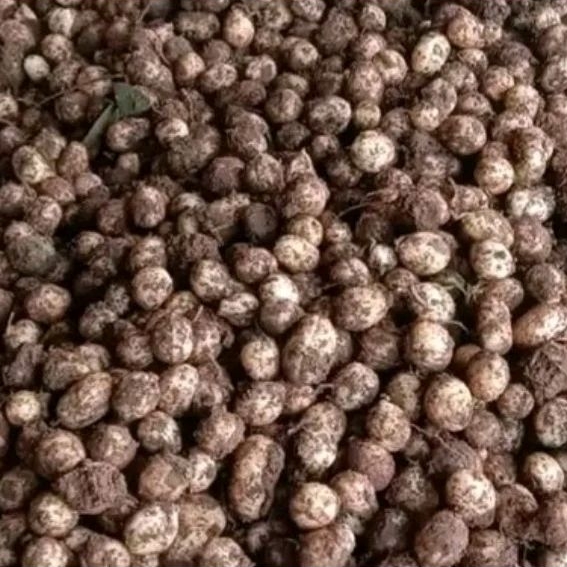 

kacang bogor mentah 1kg