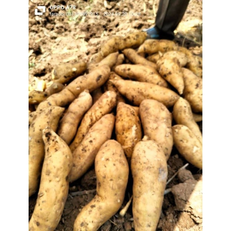 

Putri_Garden & Sayur_Segar 1kg Ubi manohara