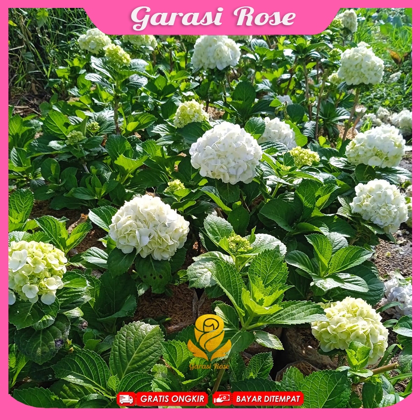 Hydrangea Import - Bunga Hortensia Import Putih Crystal