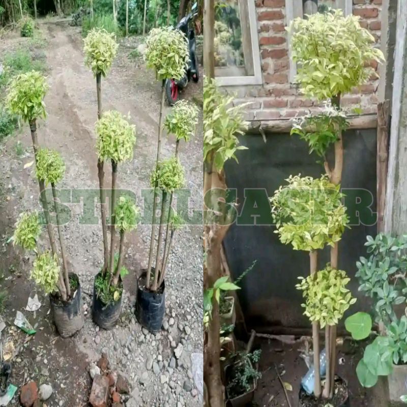 Raflezia Bahan Stek Batang Mentaos Panjang 80 Cm Sampai 1 Meter_Jalitri_Rata Rata Sejempol Tangan