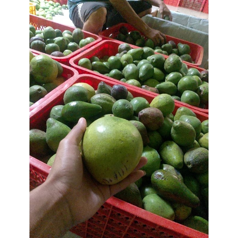 

alpukat super 4-6 / kg