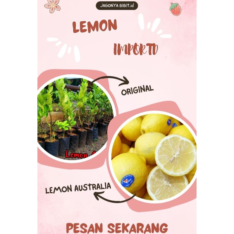 

LEMON AUSTRALIA OKULASI