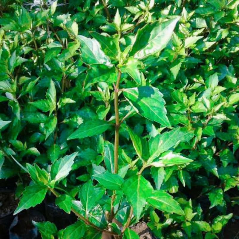 

Tanaman Herbal Kumis Kucing 500 gram