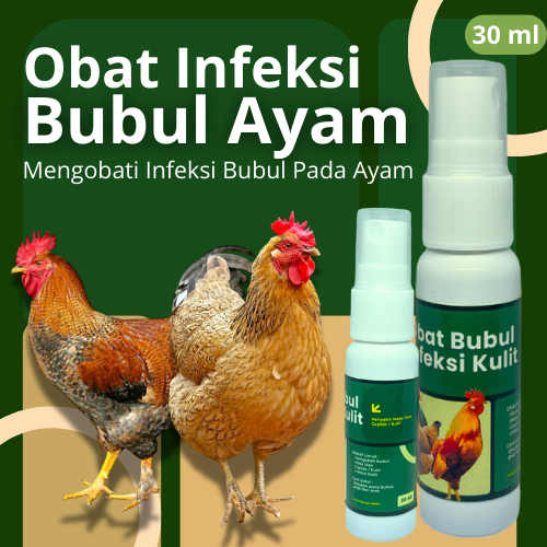 Obat Bubul Ayam Basah Sakit Bubul Kaki Gatal Bengkak Iritasi bernanah Obat Ampuh Penghilang Bubul Ay