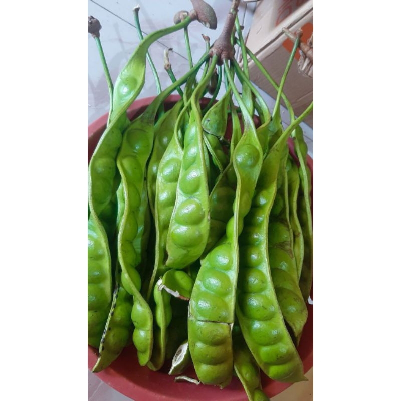 

Petai / pete 1 papan