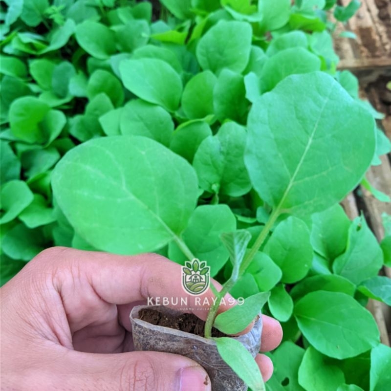 KEBUN RAYA- Bibit Terong Ungu Siap Tanam