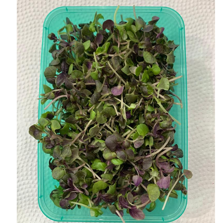

MICROGREEN Purple Basil 20gr – Basil - Sayur Mini - Kropnation
