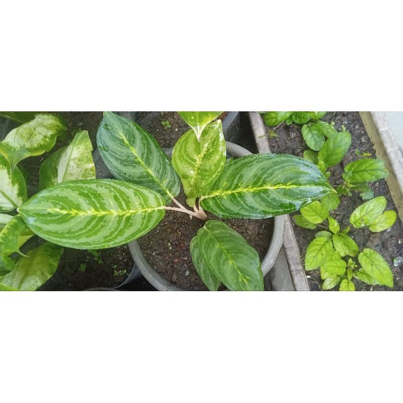 Aglonema mutiara
