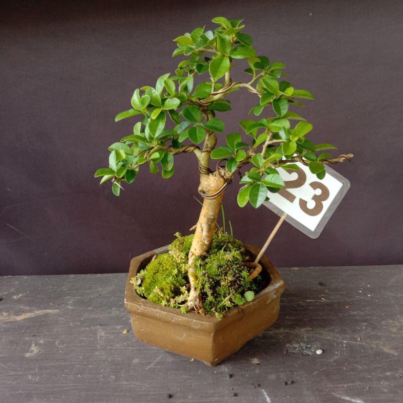 Bonsai Sisir kaliage size mame