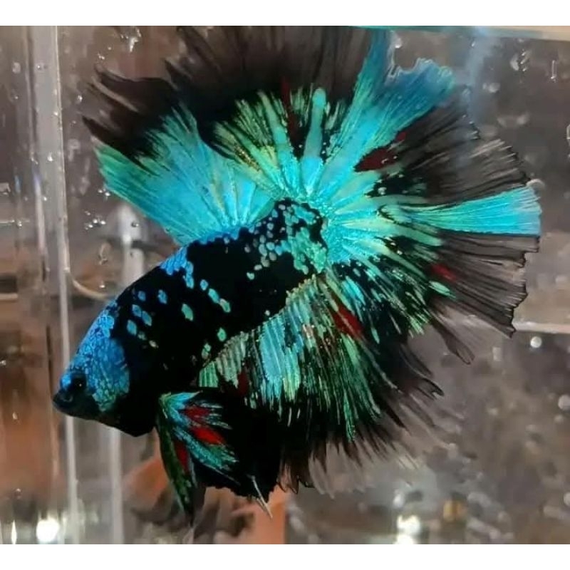 Hiasan Aquarium Halfmoon Avatar Gordon