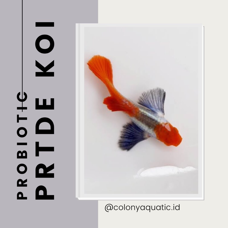 PROBIOTIC untuk || PRTDE KOI
