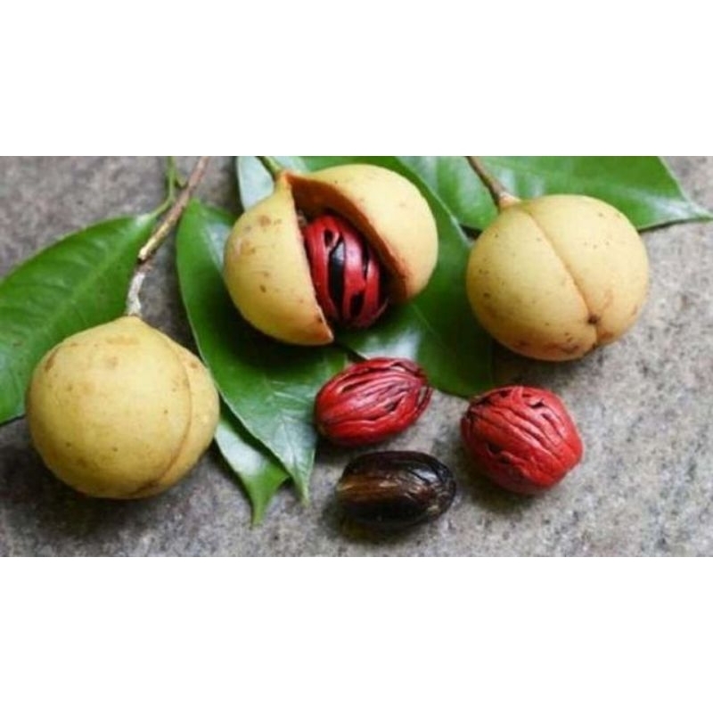 

Buah Pala Muda Segar