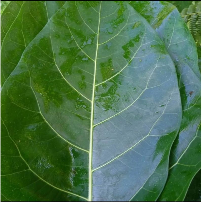 

DAUN AWAR AWAR FRESH PER 1 LEMBAR