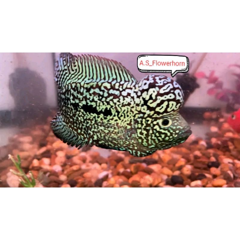 Burayak Louhan Black Kamfa F2 Thailand