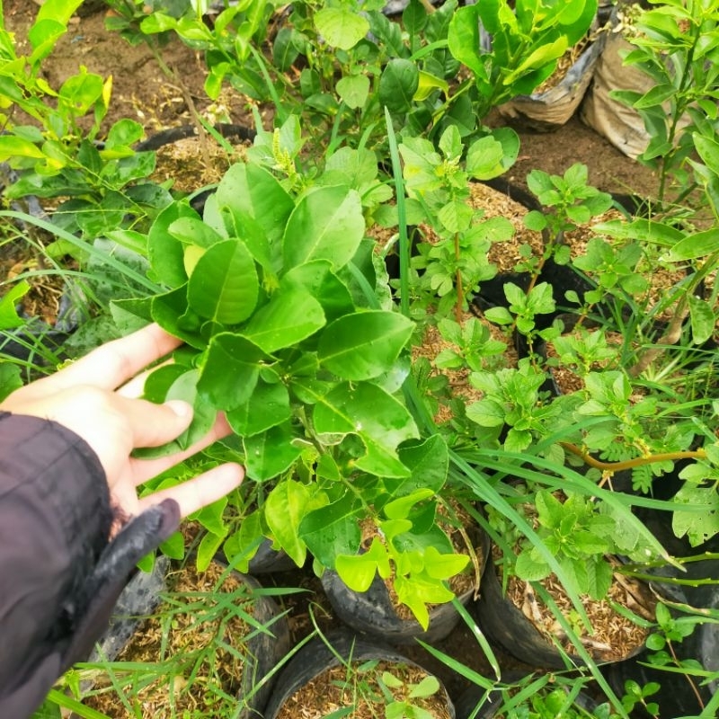Bibit Jeruk Pamelo Ruby | Jeruk Bali Merah | Jeruk Red Pamelo (Jeruk Bali Kulitnya Warna Merah)