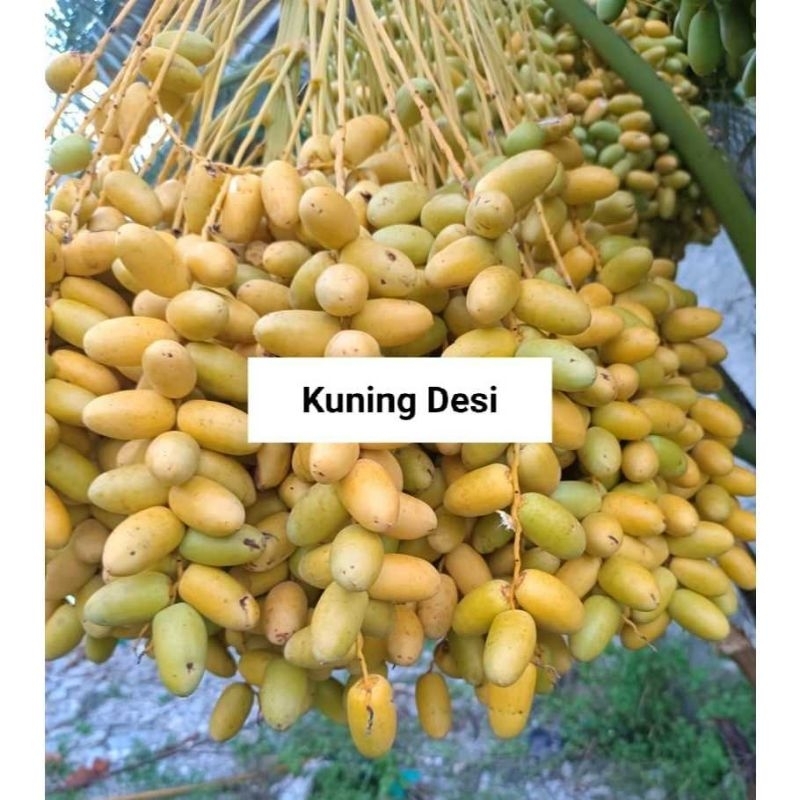 

Kurma Muda Desi
