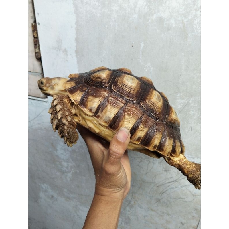 KurakuraSulcata cerah 21cm.Betina Makan lancar sehat berkualitas