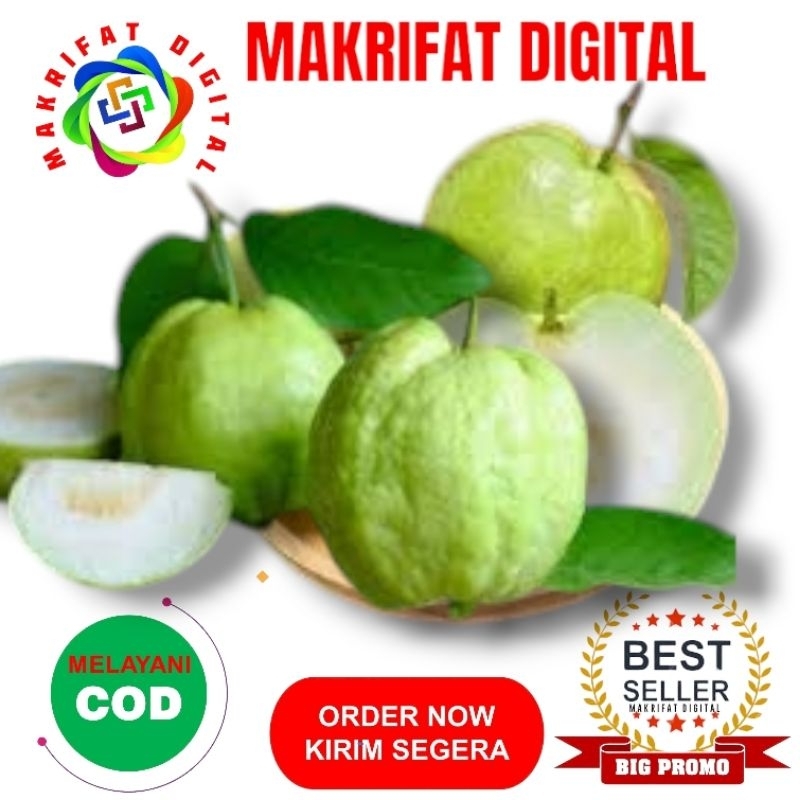 

MAKRIFAT DIGITAL Paket 3 Kg 5 - 6 Buah JAMBU KRISTAL PUTIH NON BIJI Tanpa Biji Fresh Langsung Petik Pohon Petani Langsung