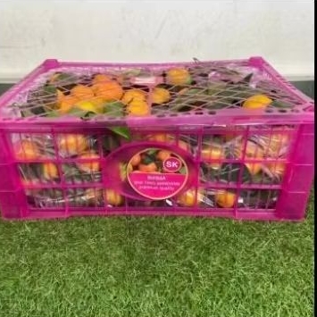 

jeruk Shantang madu birma manis | keranjang/6kg