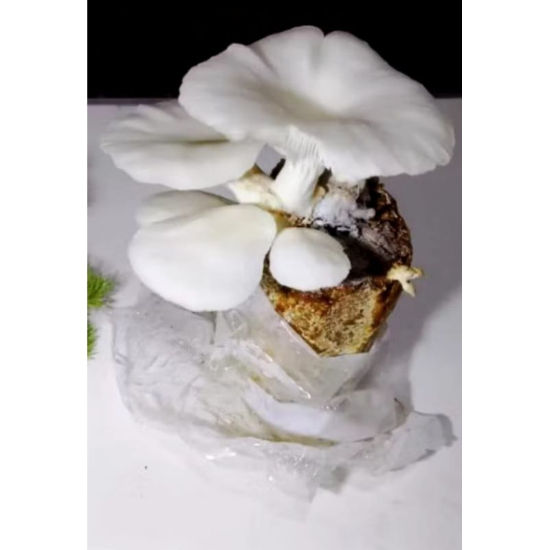 Baglog Jamur Tiram Putih Siap Tumbuh Log Jamur Tiram Putih super