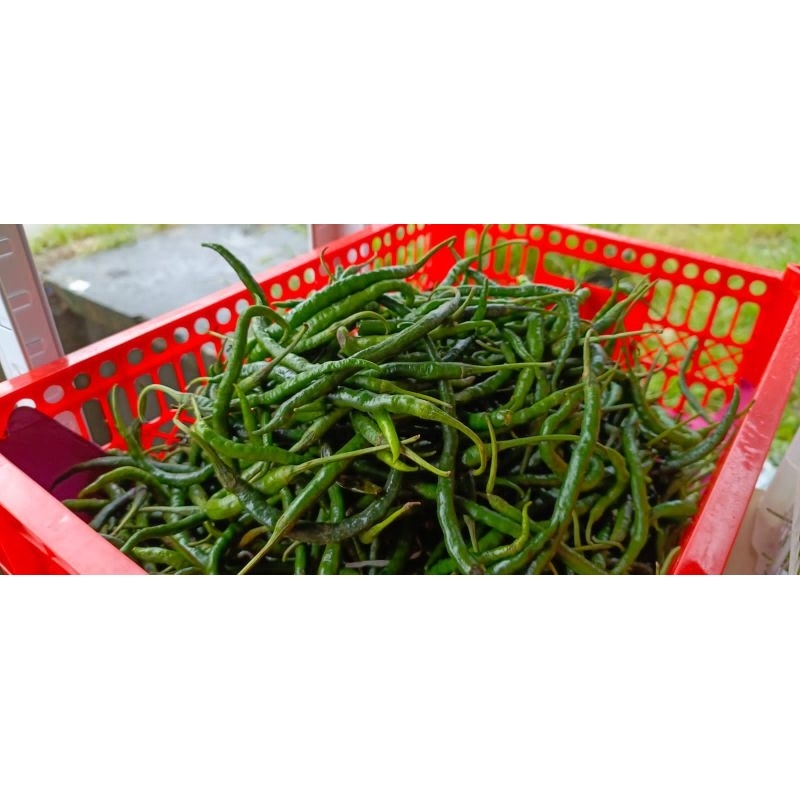 

Cabe ijo/hijau