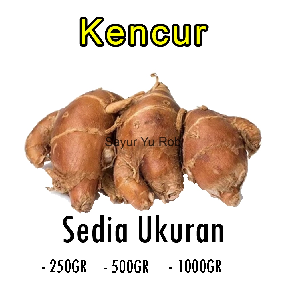 

Kencur Bumbu Masak Segar Fresh 250gr / 500gr / 1000gr