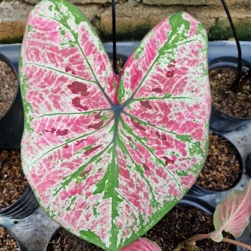 Keladi Hias Hybrid - Ori biji