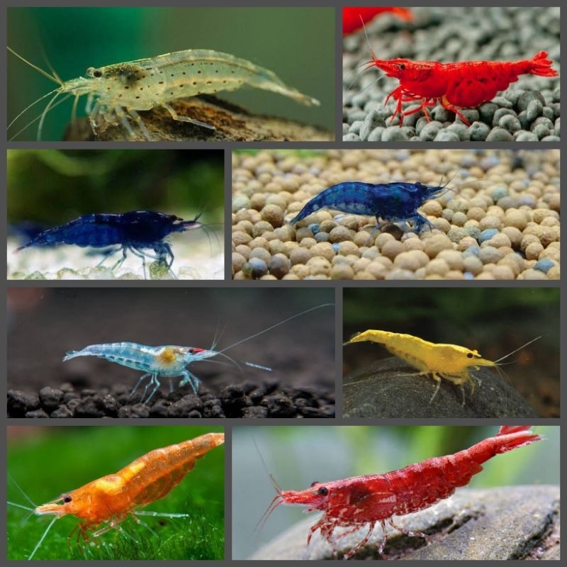 Paket Tanaman Udang Hias Aquascape Warna Mix 10 Ekor/Udang Hias Pembersih Aquascape