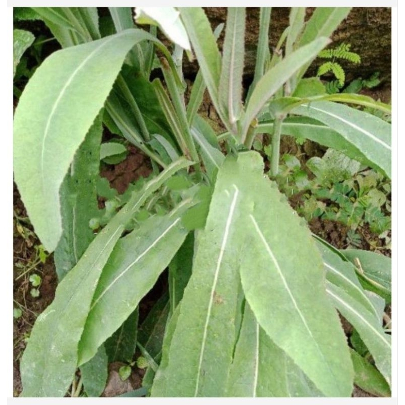 

DAUN TEMPUYUNG SEGAR 500gr