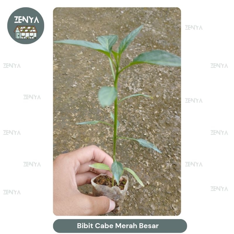 ZENYA_GARDEN Bibit Cabe Merah Besar Siap Tanam
